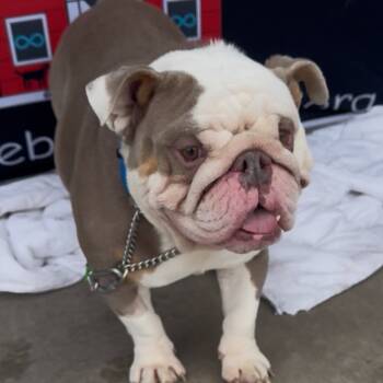Rescue English Bulldog Dogs for Adoption in Las Vegas, Nevada - Merlin | PetCurious
