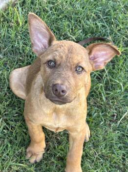 Chance -  Shepherd and Terrier Dog for Adoption in Chatham, New Jersey - Chance | PetCurious
