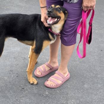 Misty Maggie -  Mixed Breed Dog for Adoption in Glenfield, New York - Misty Maggie | PetCurious