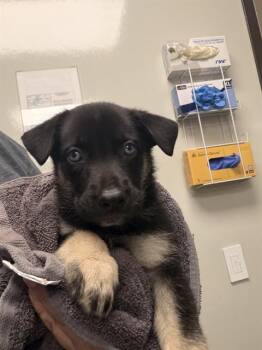 BOON -  German Shepherd Dog and Siberian Husky Dog for Adoption in Ontario, California - BOON | PetCurious