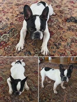 Rook -  French Bulldog and Boston Terrier Dog for Adoption in Cochran, Georgia - Rook | PetCurious