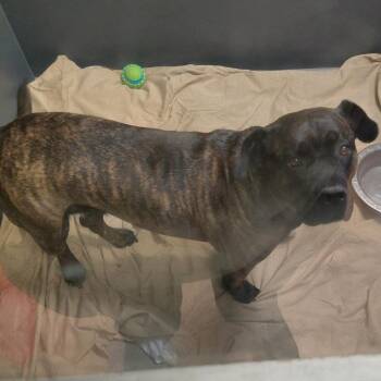 Lena -  Cane Corso and Pit Bull Terrier Dog for Adoption in Palm Springs, California - Lena | PetCurious