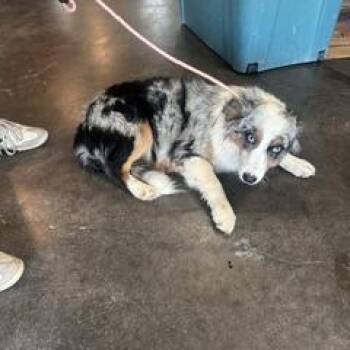 Cove -  Australian Shepherd Dog for Adoption in New Tazewell, Tennessee - Cove | PetCurious