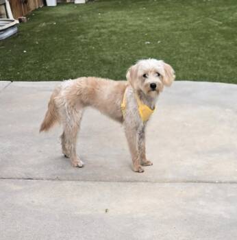 Mila -  Poodle and Maltipoo Dog for Adoption in Thornton, Colorado - Mila | PetCurious