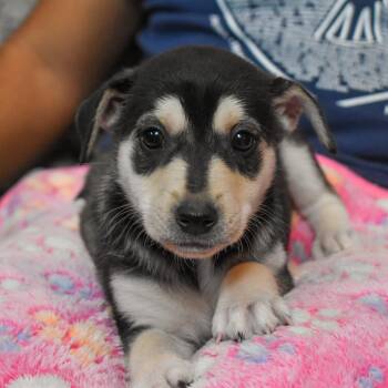 Terrier Dogs Available for Adoption - Buzz | PetCurious