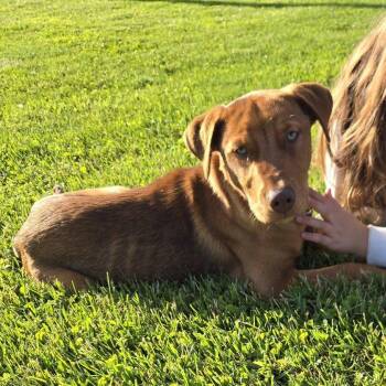 Buster Brown -  Mixed Breed Dog Available for Adoption in Greenwich, New York - Buster Brown | PetCurious