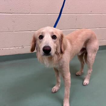 Mixed Breed Dogs Available for Adoption in Memphis, Tennessee - Cedar | PetCurious