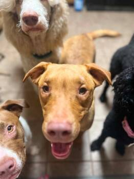 Richee -  Pit Bull Terrier Dog Available for Adoption in Gautier, Mississippi - Richee | PetCurious