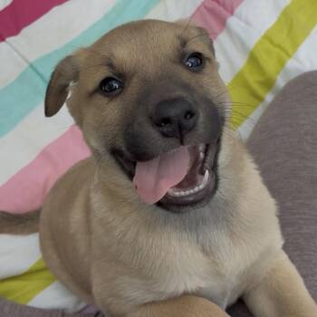 Mixed Breed Dogs Available for Adoption - Felix | PetCurious