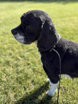 Richie -  Cocker Spaniel Dog for Adoption in Bryan, Ohio - Richie | PetCurious