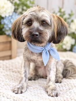 Collins -  Havanese and Miniature Poodle Dog for Adoption in Newport Beach, California - Collins | PetCurious