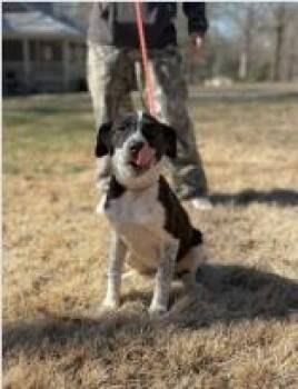 Mixed Breed Dogs Available for Adoption in West Chester, Pennsylvania - Everly | PetCurious
