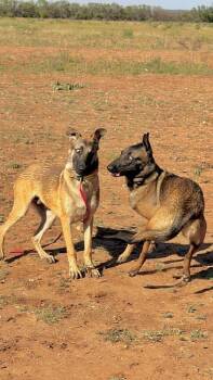 Bizkit - Located in Texas -  Belgian Shepherd Malinois Dog for Adoption in Imlay City, Michigan - Bizkit - Located In Texas | PetCurious