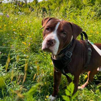 Palmer -  Mixed Breed Dog for Adoption in Monroeville, Pennsylvania - Palmer | PetCurious