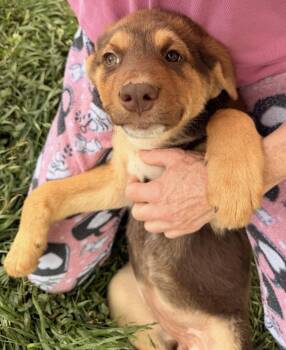 Shepherd and Husky Dogs Available for Adoption in Calera, Alabama - Celeste | PetCurious