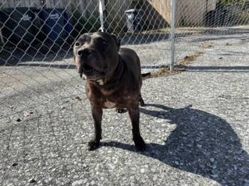 Rescue Pit Bull Terrier and Mixed Breed Dogs for Adoption in West Chester, Pennsylvania - Savage | PetCurious