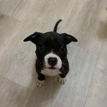 Shelby -  Pit Bull Terrier Dog for Adoption in Columbia, Missouri - Shelby | PetCurious