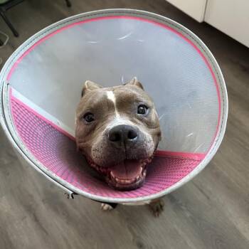 Nina -  American Staffordshire Terrier and Pit Bull Terrier Dog for Adoption in Tampa, Florida - Nina | PetCurious