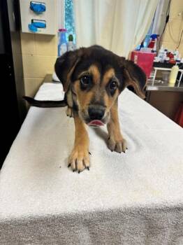 ATLAS -  Great Pyrenees and German Shepherd Dog Dog for Adoption in Cookeville, Tennessee - ATLAS | PetCurious