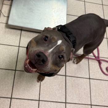 Katana -  Mixed Breed Dog for Adoption in Charleston, West Virginia - Katana | PetCurious
