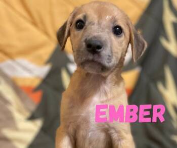 Ember -  Mixed Breed Dog for Adoption in Shalimar, Florida - Ember | PetCurious