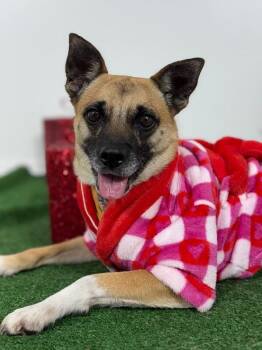 Pug and Beagle Dogs Available for Adoption - Dayana | PetCurious