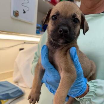 Elise -  Mixed Breed Dog for Adoption in Auburn, Alabama - Elise | PetCurious