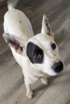 Rescue Mixed Breed Dogs for Adoption in Chuckey, Tennessee - Halo - SC (Loyal, Loving Heeler Mix) | PetCurious