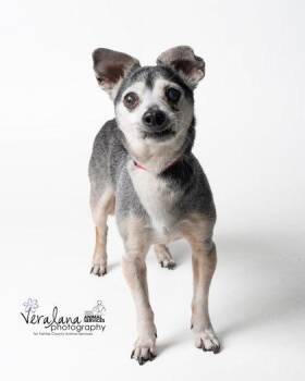 Hampton -  Mixed Breed Dog for Adoption in Fairfax, Virginia - Hampton | PetCurious
