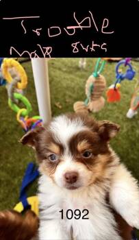 Australian Shepherd Dogs Available for Adoption - 1091 Trouble | PetCurious
