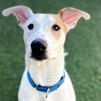 Mixed Breed Dogs Available for Adoption - Lady Mae | PetCurious