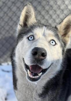 Siberian Husky Dogs Available for Adoption - Wilmot | PetCurious