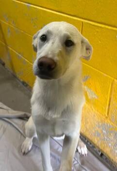 Labrador Retriever Dogs Available for Adoption in Murray, Kentucky - Andie | PetCurious