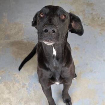 Trudy -  Black Labrador Retriever and Mixed Breed Dog for Adoption in Midland, Texas - Trudy | PetCurious