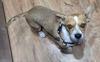 Rescue Chiweenie Dogs for Adoption in Las Vegas, Nevada - Nunez | PetCurious