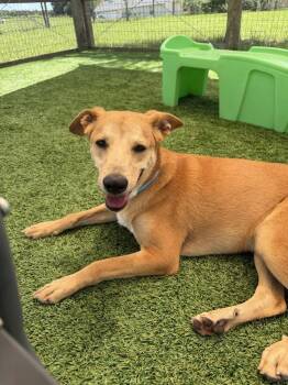 Linus -  Mixed Breed Dog for Adoption in Winter Garden, Florida - Linus | PetCurious