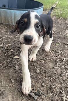 Joe -  Hound and Mixed Breed Dog for Adoption in Conway, South Carolina - Joe | PetCurious