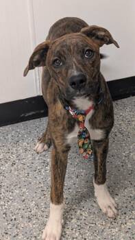 Coop -  Labrador Retriever and Border Collie Dog for Adoption in Kemp, Texas - Coop | PetCurious