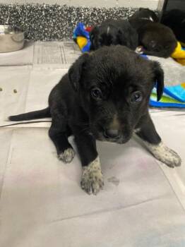 German Shepherd Dog and Mixed Breed Dogs Available for Adoption in Jackson, Tennessee - Spiderman | PetCurious