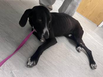 German Shorthaired Pointer Dogs Available for Adoption - Melman 532 | PetCurious