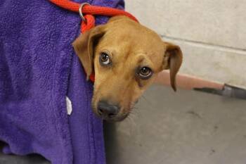 MISSISSIPPI -  Mixed Breed Dog Available for Adoption in Columbia, South Carolina - MISSISSIPPI | PetCurious