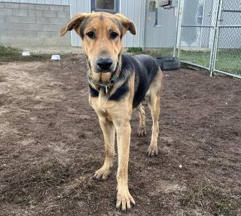 Rescue German Shepherd Dog and Great Dane Dogs for Adoption in Melbourne, Arkansas - Sasquatch | PetCurious