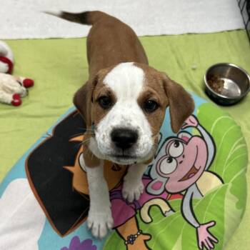 Matt -  Mixed Breed Dog for Adoption in Flagstaff, Arizona - Matt | PetCurious