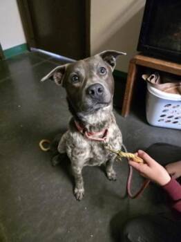 Pit Bull Terrier and Australian Cattle Dog Blue Heeler Dogs Available for Adoption in Springfield, Missouri - Bluey | PetCurious