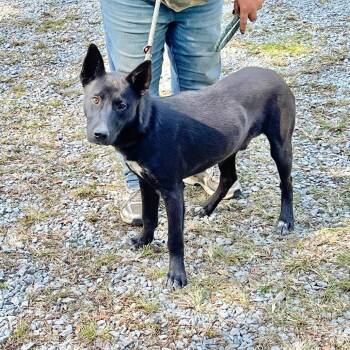 Rescue Shepherd Dogs for Adoption in Washington, District Of Columbia - Buckeye | PetCurious