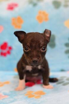 RONALDO -  Xoloitzcuintli Mexican Hairless Dog for Adoption in Miami, Florida - RONALDO | PetCurious