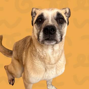 Nala -  Pit Bull Terrier Dog for Adoption in Reno, Nevada - Nala | PetCurious