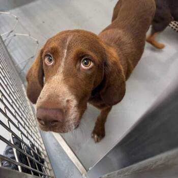 Captain -  Bloodhound and German Shorthaired Pointer Dog for Adoption in Marshall, Virginia - Captain | PetCurious