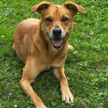 Shepherd Dogs Available for Adoption in Head Of Saint Margarets Bay, Nova Scotia - Roxy | PetCurious