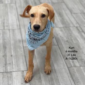 Kurt - Local Sept 11-13 -  Labrador Retriever Dog for Adoption in Brookshire, Texas - Kurt - Local Sept 11-13 | PetCurious